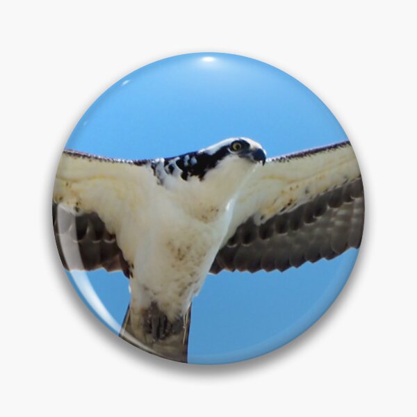 Item preview, An Osprey Hovering In The Air With Its Wings Spread Apart designed and sold by BackyardBirder.