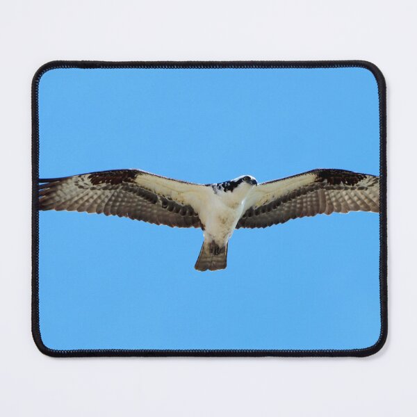 Item preview, An Osprey Hovering In The Air With Its Wings Spread Apart designed and sold by BackyardBirder.