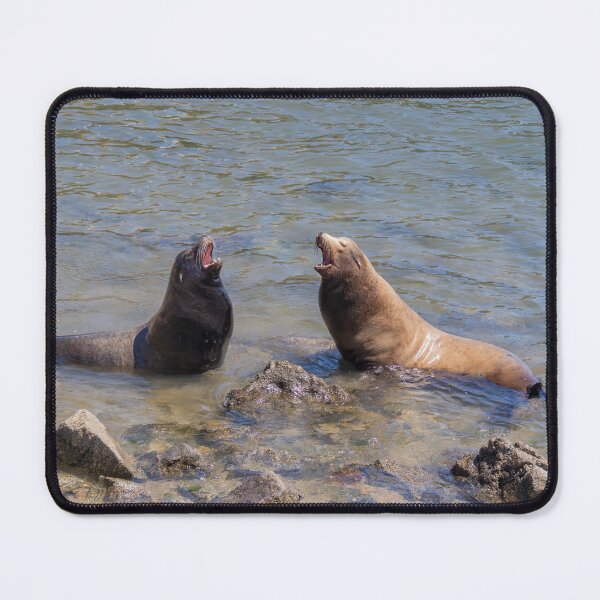 Item preview, Sea Lions Singing a Duet in the Water designed and sold by SafariByMarisa.