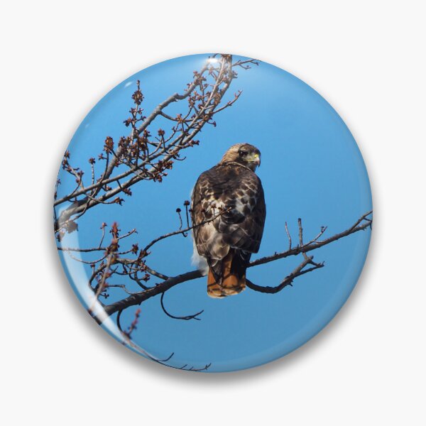 Item preview, Red-tailed Hawk Perched In A Tree designed and sold by BackyardBirder.
