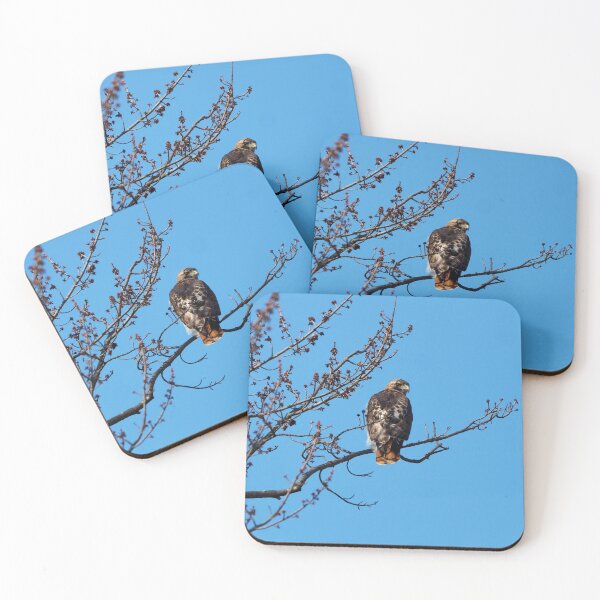 Item preview, Red-tailed Hawk Perched In A Tree designed and sold by BackyardBirder.