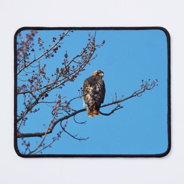 Item preview, Red-tailed Hawk Perched In A Tree designed and sold by BackyardBirder.
