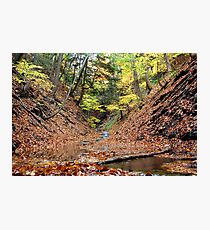 Rustle and Bustle Photographic Print