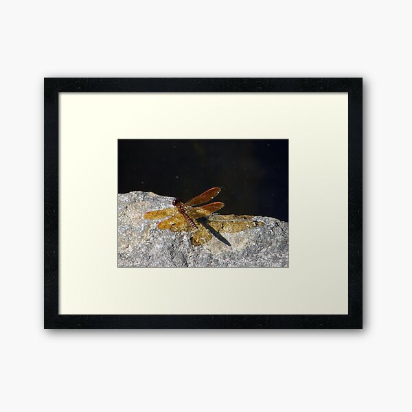 Amber Shadow Framed Art Print