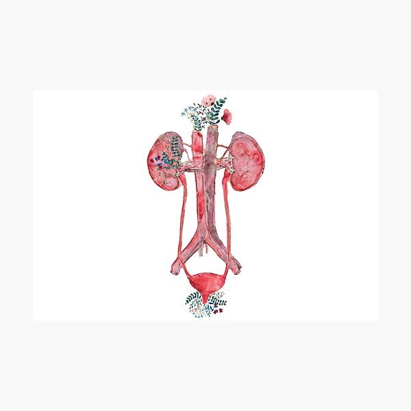 Item preview, Watercolor Floral Anatomical Urinary Tract System Design designed and sold by redbubbleart18.
