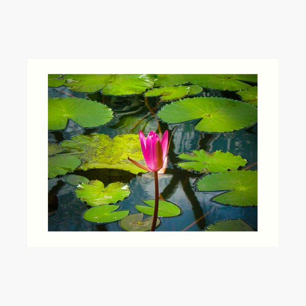 The Pond Art Print