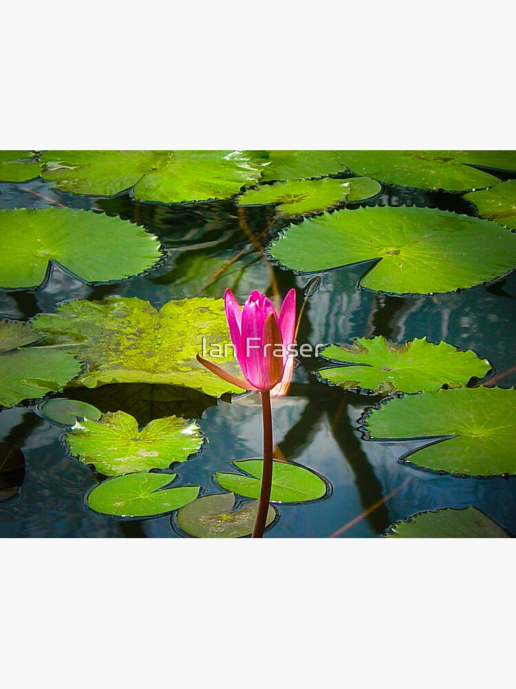 The Pond by Mowog