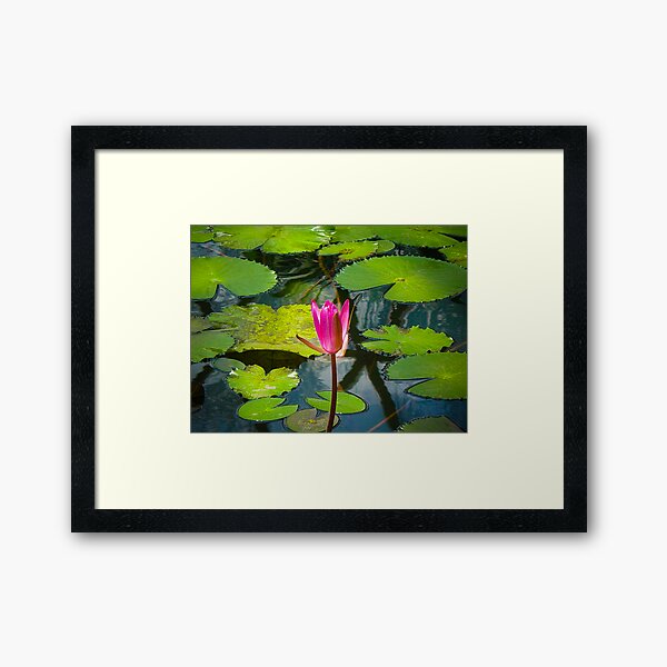 The Pond Framed Art Print
