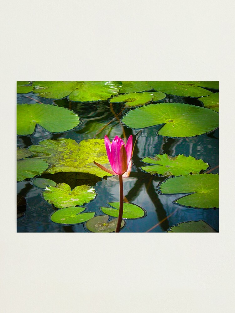 Alternate view of The Pond Photographic Print