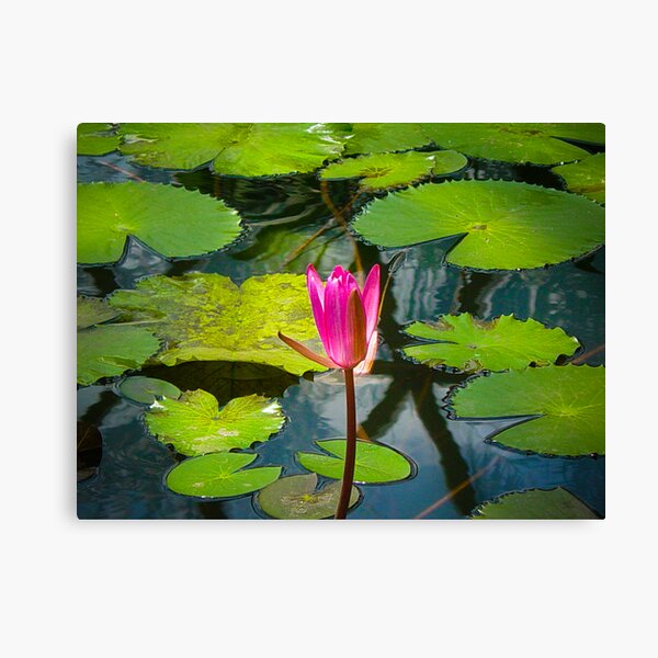 The Pond Canvas Print