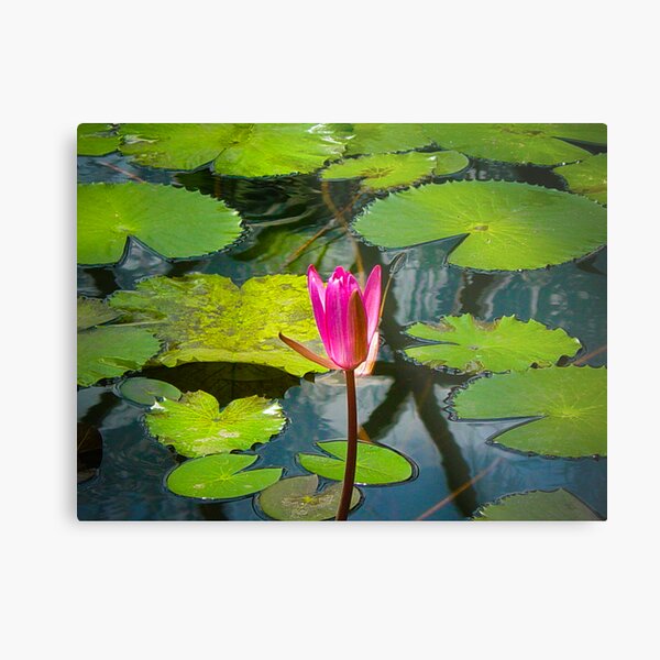 The Pond Metal Print