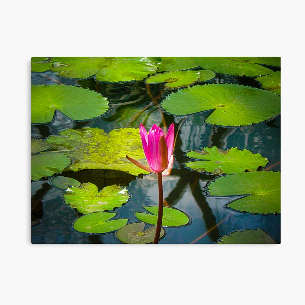 The Pond Canvas Print