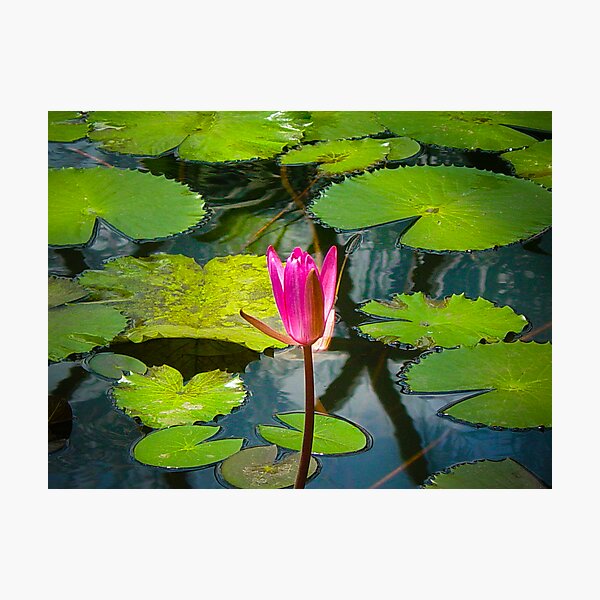 The Pond Photographic Print