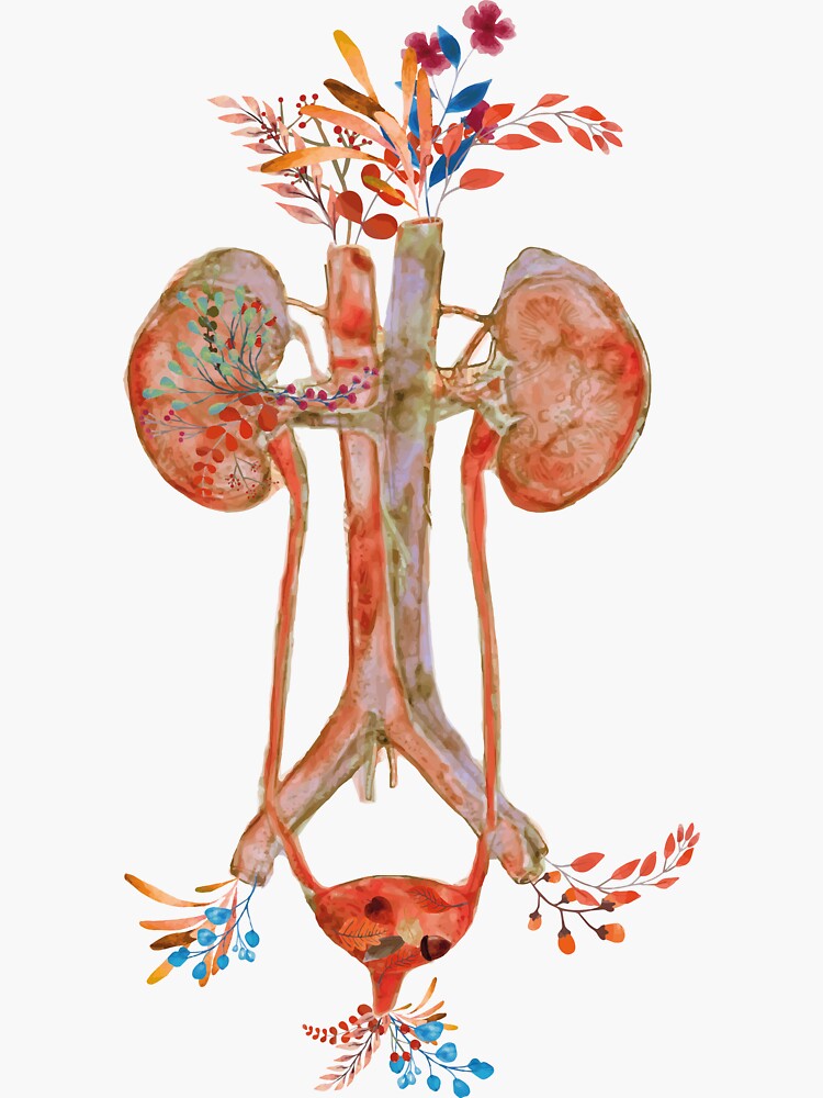 "Blooming Prairie Flowers Anatomical Urinary Tract System Graphic