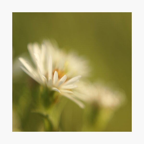 innocence Photographic Print