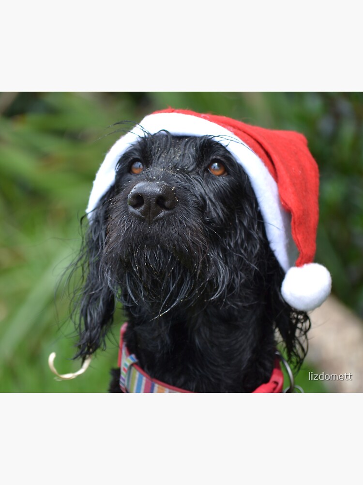 &quot;Christmas labradoodle&quot; Sticker by lizdomett | Redbubble