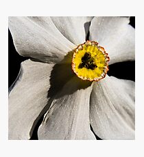 Poet's Daffodil Photographic Print