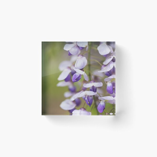 Item preview, Wisteria Flowers Are Graceful designed and sold by Joy Watson - Natural Light Photography .