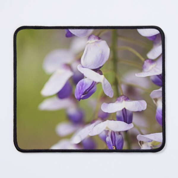 Item preview, Wisteria Flowers Are Graceful designed and sold by Joy Watson - Natural Light Photography .