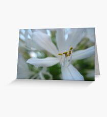 Full Blossom Greeting Card
