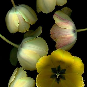 Artwork thumbnail, Tulip Fantasy Dark Floral by LindasPhotoArt