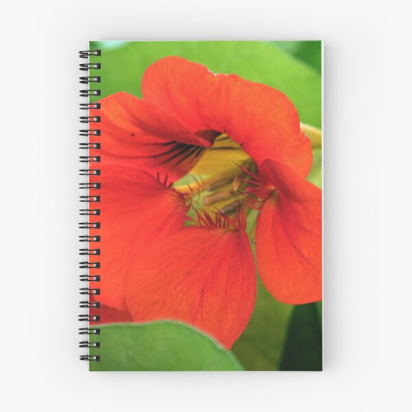 Item preview, Backlit orange nasturtium flower Leith Park 20170628 0803 designed and sold by Fred Mitchell.