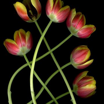 Artwork thumbnail, Tulip Curves Dark Floral by LindasPhotoArt