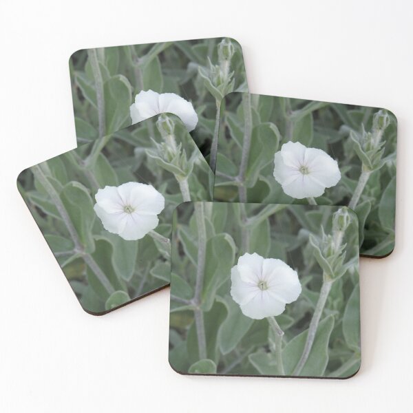 Item preview, White rose campion designed and sold by greentiger1.