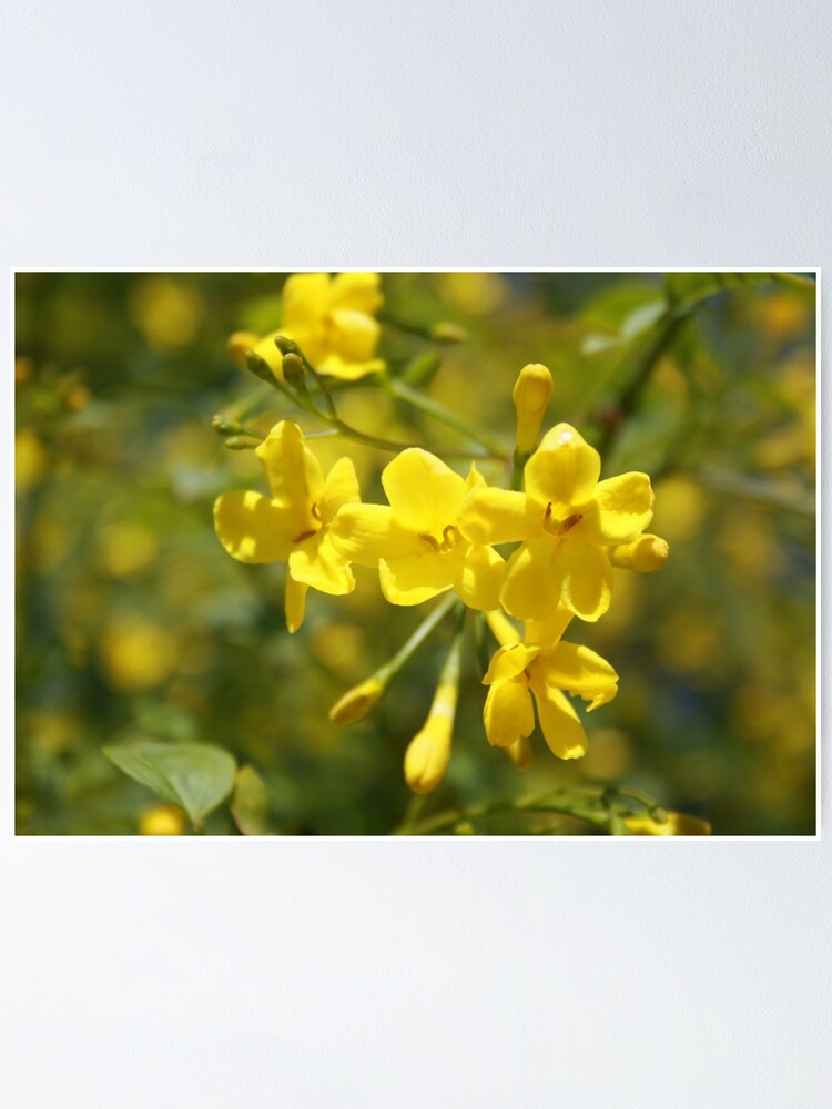 Póster «Fragantes flores amarillas de jazmín carolina» de taiche | Redbubble