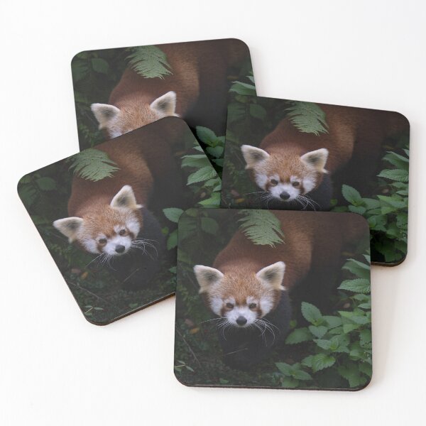 Item preview, Red panda designed and sold by Monika Hylmarová.