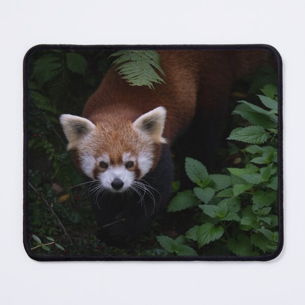 Item preview, Red panda designed and sold by Monika Hylmarová.