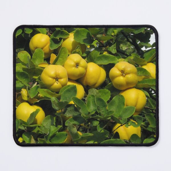 Item preview, Quince Tree designed and sold by hoonlin39.