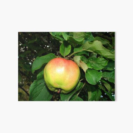 Apple on the branch Art Board Print
