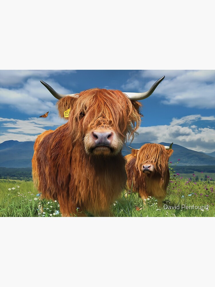 Artwork view, Highland Cattle designed and sold by David Penfound