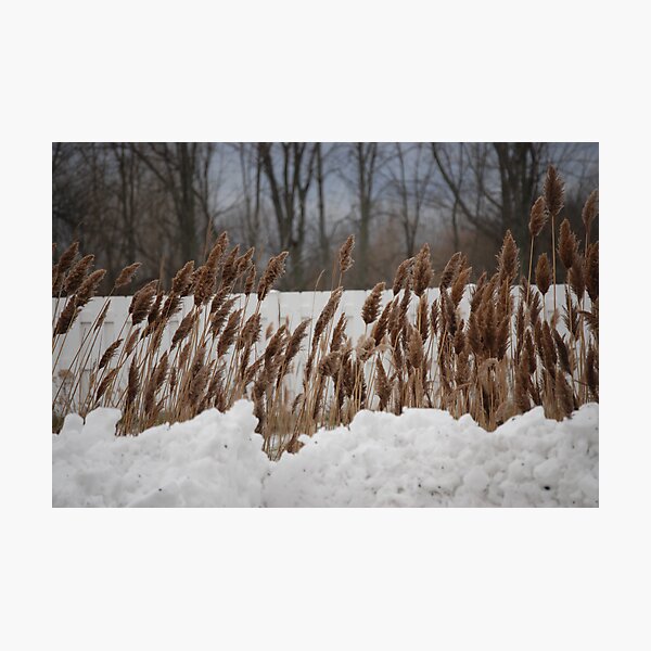 Artikelvorschau, Whispers In The Wind entworfen und verkauft von Carol Barona.