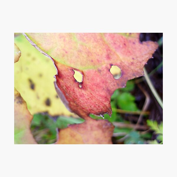 Photographic Print