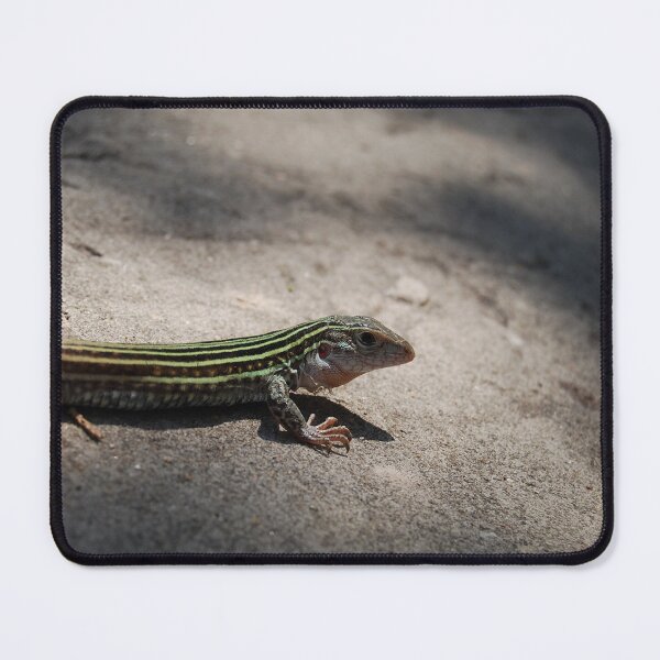 Item preview, Spotted Whiptail designed and sold by Tiffany-Leigh.