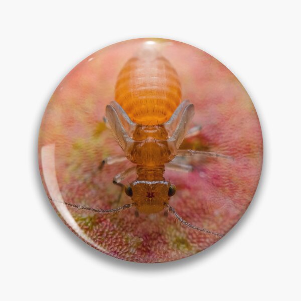 Item preview, Booklice - Psocoptera designed and sold by AronsTinySafari.
