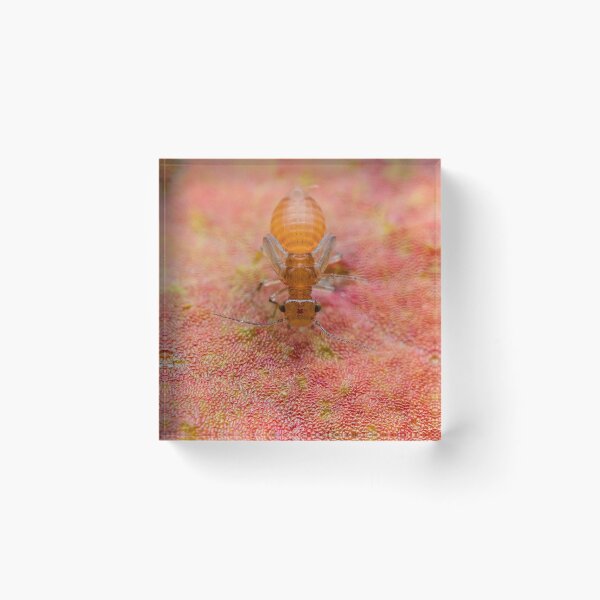 Item preview, Booklice - Psocoptera designed and sold by AronsTinySafari.