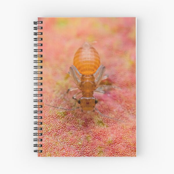 Item preview, Booklice - Psocoptera designed and sold by AronsTinySafari.
