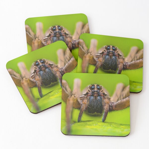 Item preview, Giant Rabid Wolf Spider - Rabidosa rabida designed and sold by AronsTinySafari.