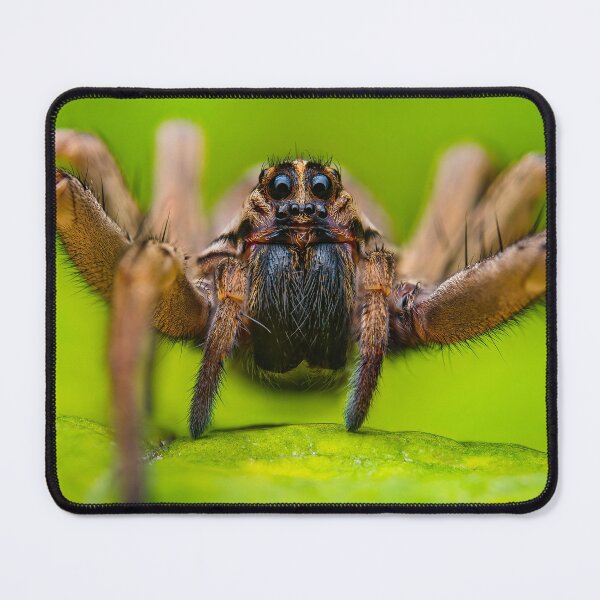 Item preview, Giant Rabid Wolf Spider - Rabidosa rabida designed and sold by AronsTinySafari.