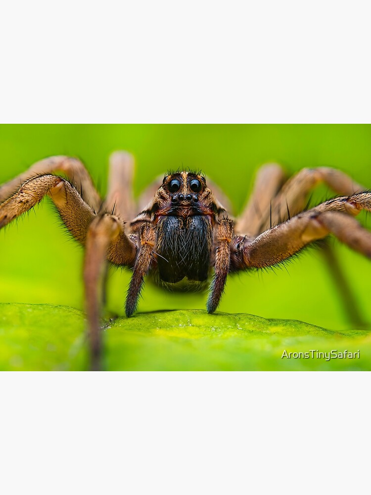 rabid wolf spider