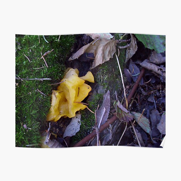 Yellow Tree Fungus Poster