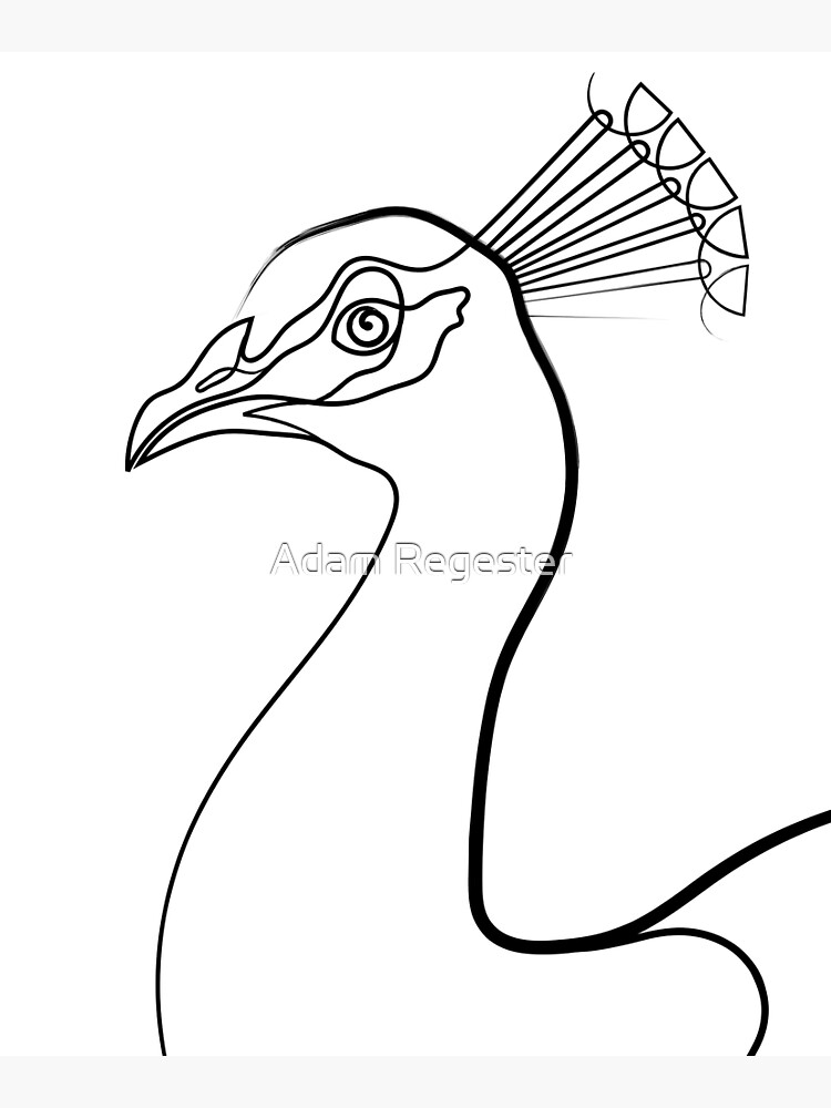 One continuous single line of Peacock. Famous bird line art isolated on  white background. Stock Vector | Adobe Stock