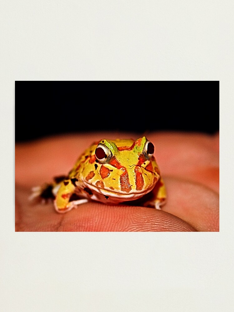 Thumbnail 1 of 3, Photographic Print, My Prince designed and sold by idnurse41.