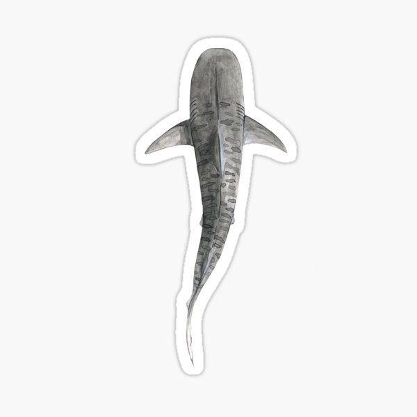 TIGER SHARK-Galeocerdo cuvier (above) navy blue Sticker