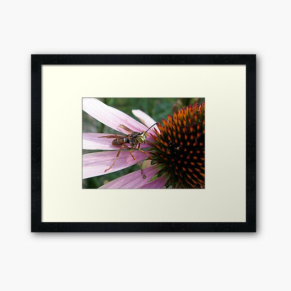 Lord of the Coneflower Framed Art Print