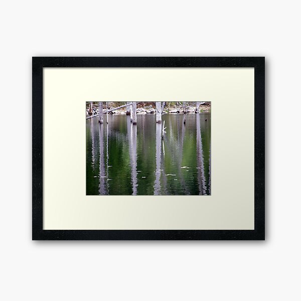 Wrinkled Tree Trunks Framed Art Print