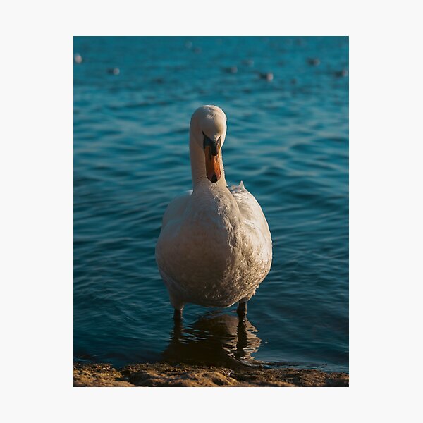 Item preview, Swan designed and sold by Brawnyink.
